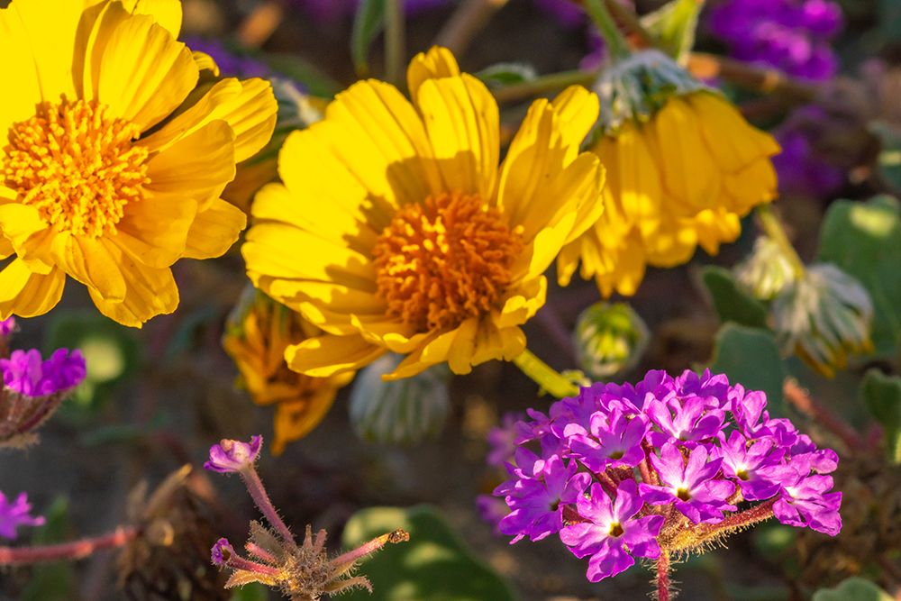 USA, California, Anza Borrego Desert State Park. Verbena and goldfields blossoms close-up. art print by Jaynes Gallery for $57.95 CAD