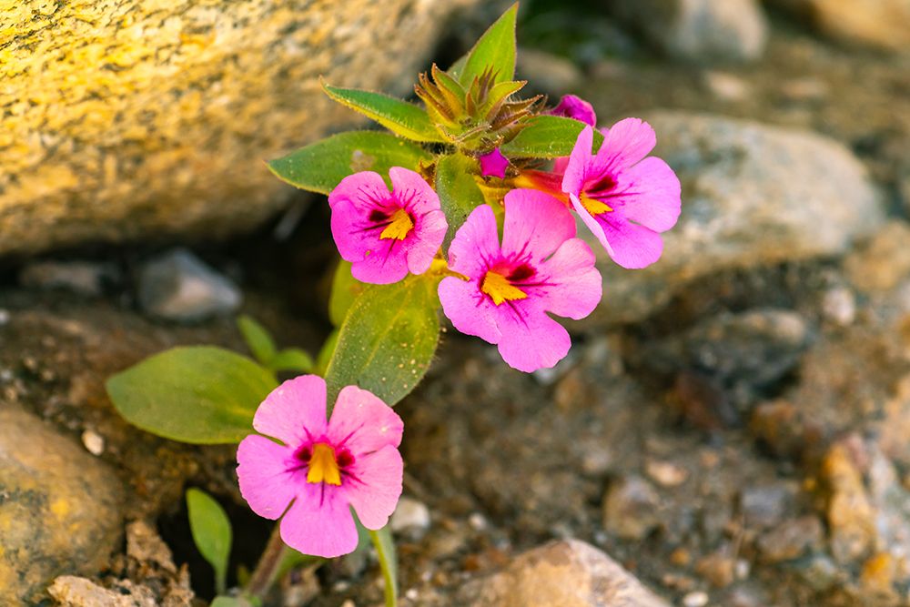 USA, California, Anza Borrego Desert State Park. Bigelows monkey flower blossoms art print by Jaynes Gallery for $57.95 CAD
