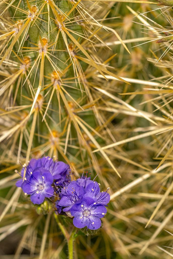 USA, California, Anza Borrego Desert State Park. Phacelia blossoms and cholla cactus. art print by Jaynes Gallery for $57.95 CAD