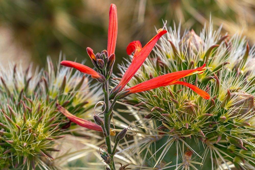 USA, California, Anza Borrego Desert State Park. Chuparosa blossoms close-up. art print by Jaynes Gallery for $57.95 CAD