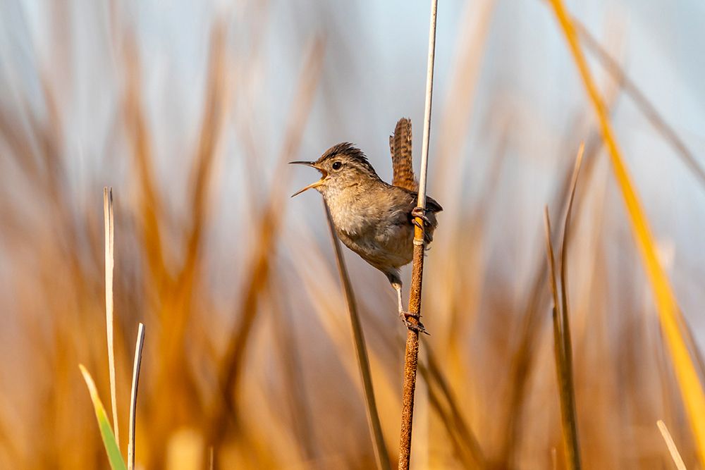 USA, California, Sonny Bono National Wildlife Refuge. Marsh wren singing on reed. art print by Jaynes Gallery for $57.95 CAD