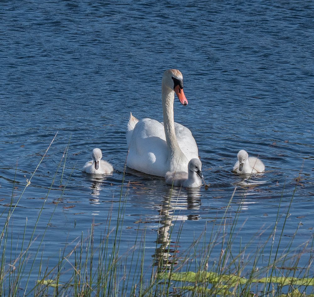 Usa-California A mute swan tends to her cygnets on a California pond art print by Betty Sederquist for $57.95 CAD