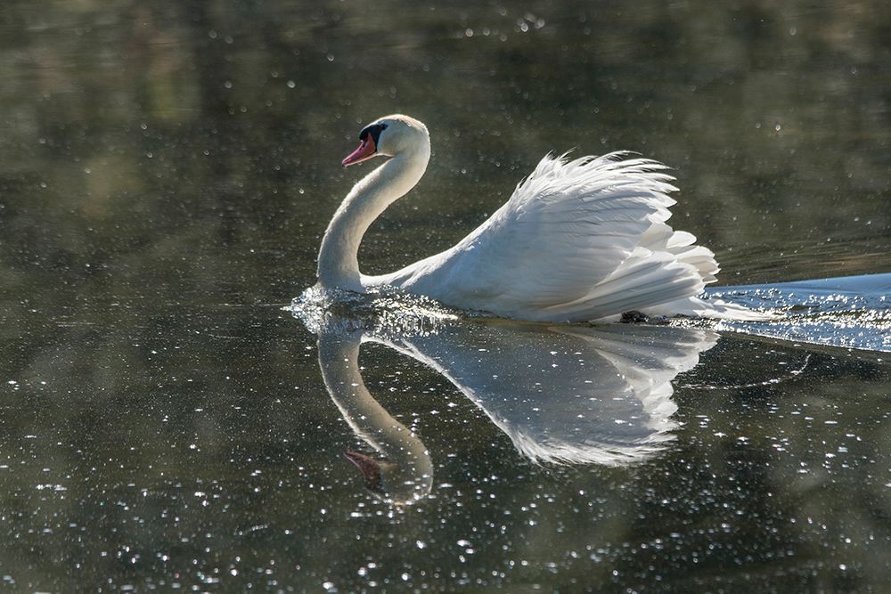Usa-California A mute swan fans its wings during courtship behavior art print by Betty Sederquist for $57.95 CAD