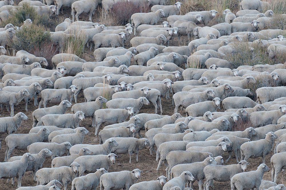 Usa-California Shepherds guide huge herds of sheep in the high Sierras near Bodie art print by Betty Sederquist for $57.95 CAD