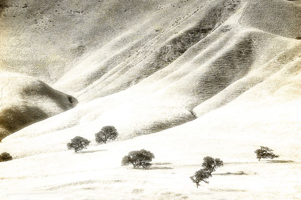 Usa-California Oak trees and hills of the Coast Range south of Salinas-California art print by Betty Sederquist for $57.95 CAD
