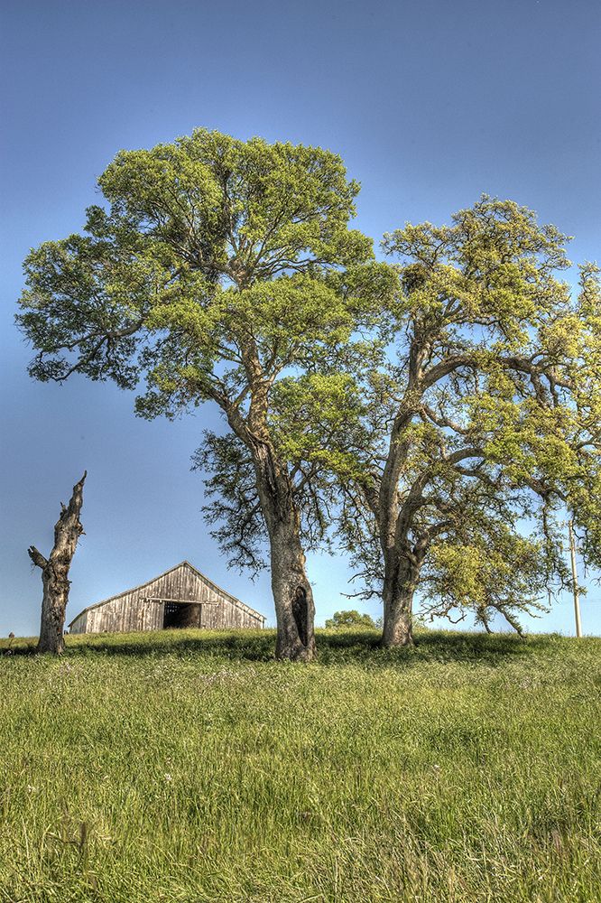 Usa-California Peaceful rural setting near Folsom Suburban sprawl is only a few miles away art print by Betty Sederquist for $57.95 CAD
