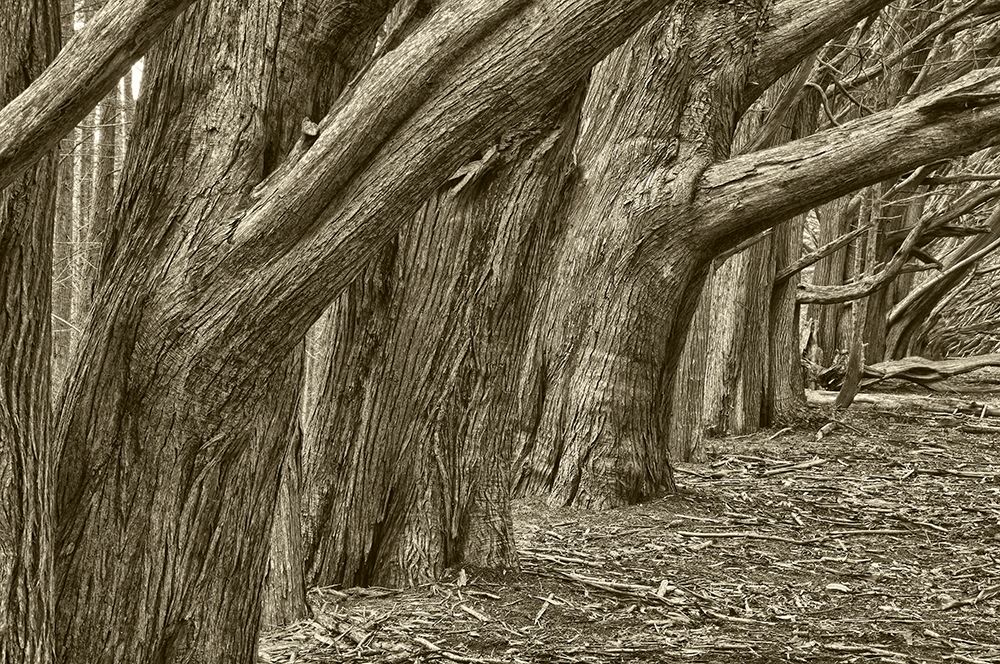 Usa-California Huge cypress trees grow in a line near a Point Reyes road art print by Betty Sederquist for $57.95 CAD