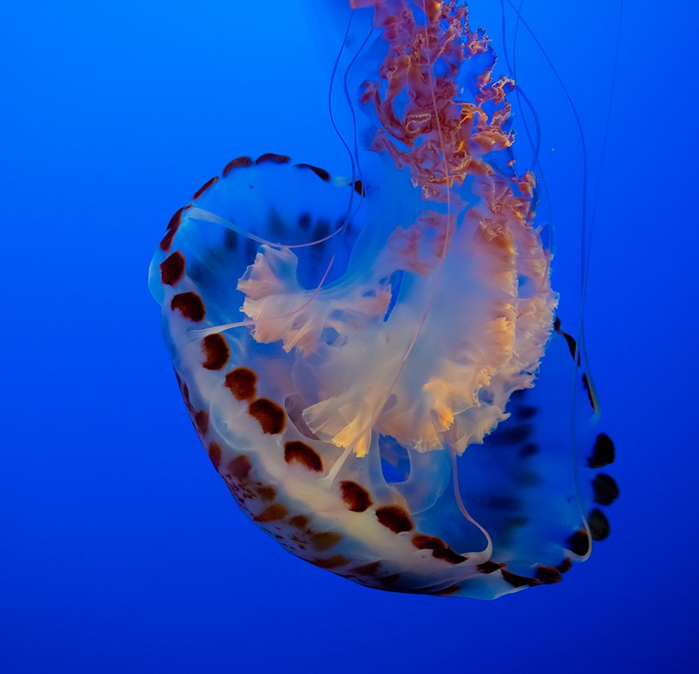 Usa-California This beautiful purple striped jellyfish glides gracefully at the Monterey Aquarium art print by Betty Sederquist for $57.95 CAD