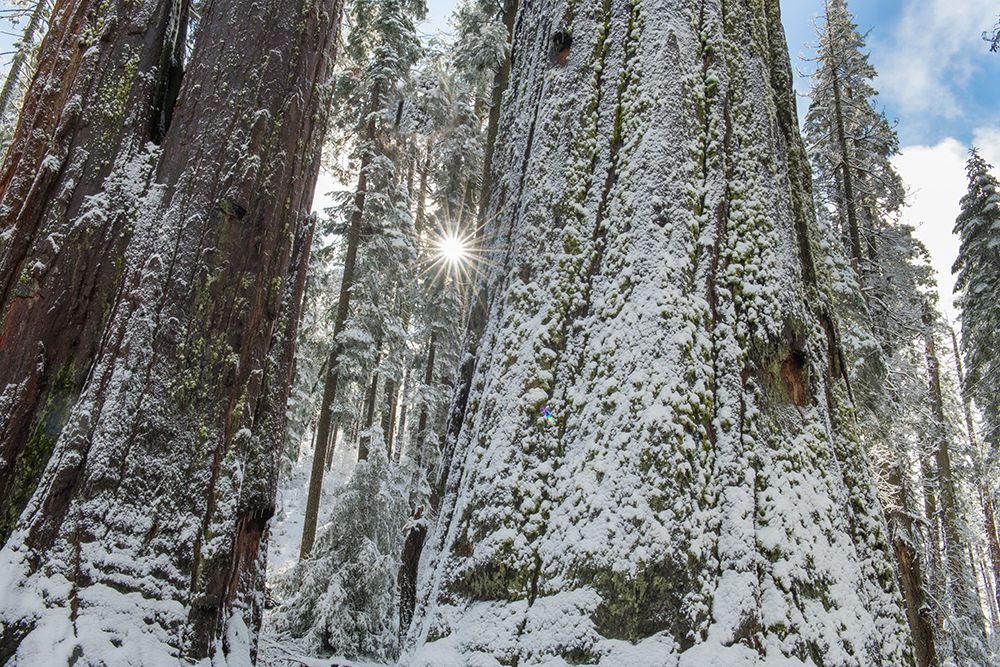 Usa-California Fresh snow on giant sequoias in Calaveras Big Trees State Park near Murphys art print by Betty Sederquist for $57.95 CAD
