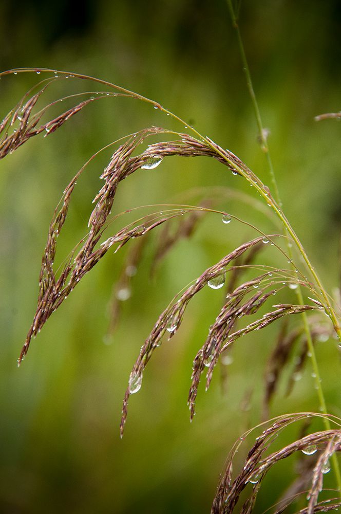Rain drops glisten on this weed in spring art print by Betty Sederquist for $57.95 CAD