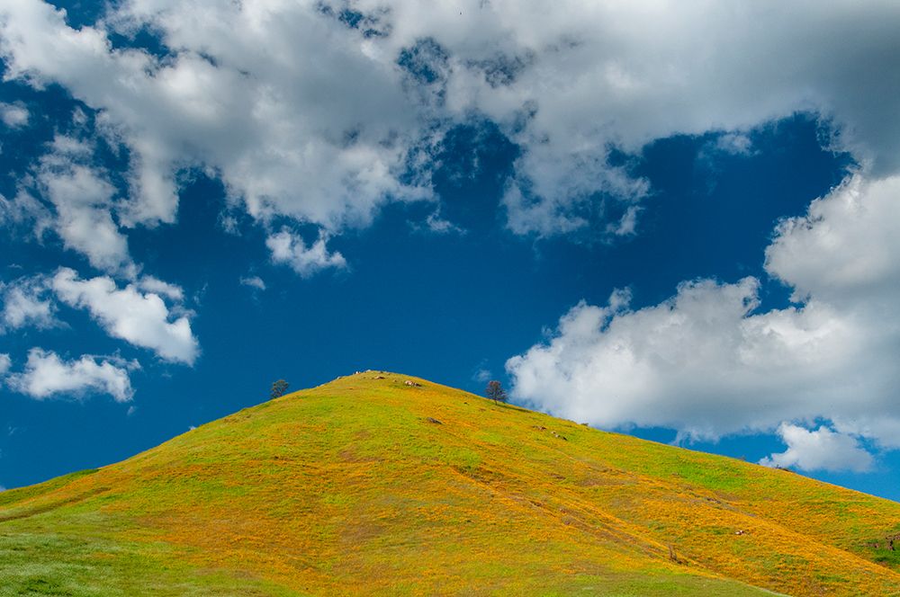 A field of poppies turns a mountainside yellow in spring art print by Betty Sederquist for $57.95 CAD