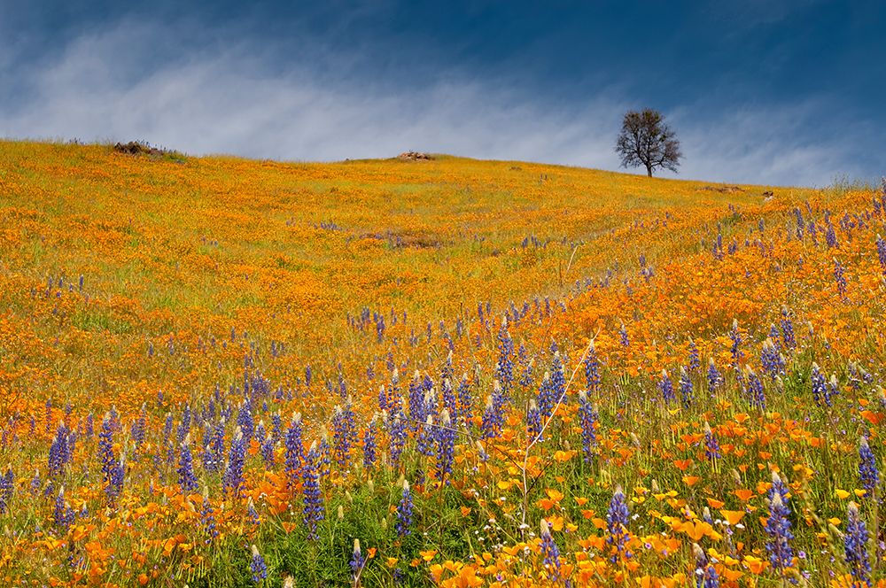 Usa-California A field of poppies and lupines turns a mountainside yellow and blue in spring art print by Betty Sederquist for $57.95 CAD