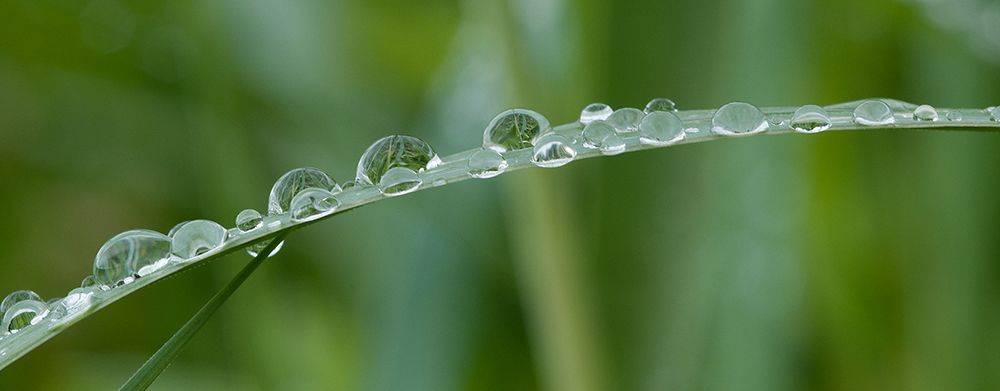 Usa-California Raindrops crowd this grass blade in Lotus-California art print by Betty Sederquist for $57.95 CAD