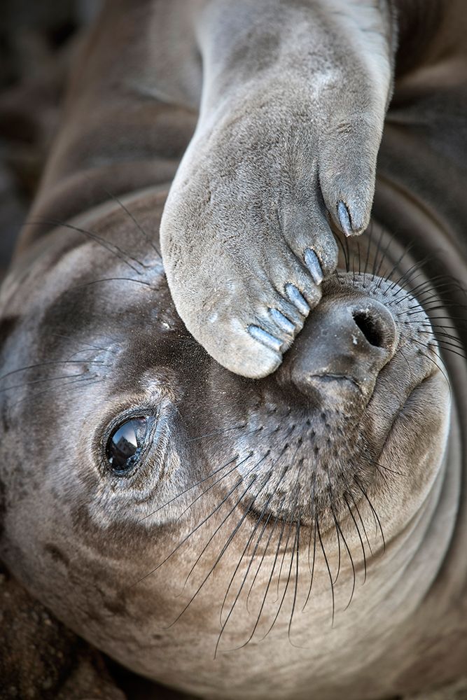 Usa-California A curious elephant seal pup goes eye to the eye with the photographer art print by Betty Sederquist for $57.95 CAD