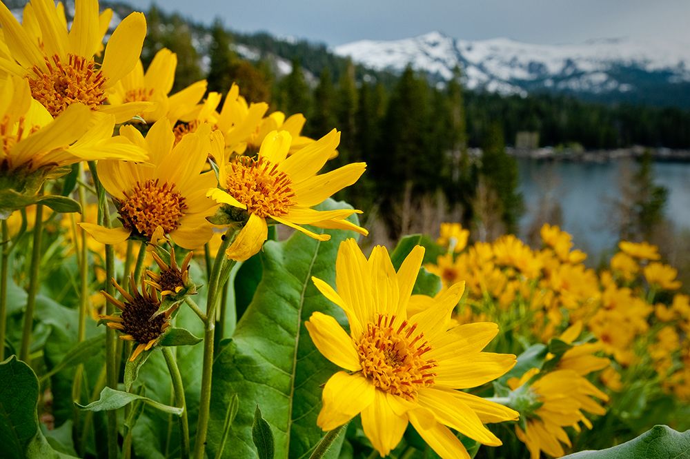 Summer-mule ear flowers flourish along the edges of Caples Lake in the Carson Pass area art print by Betty Sederquist for $57.95 CAD