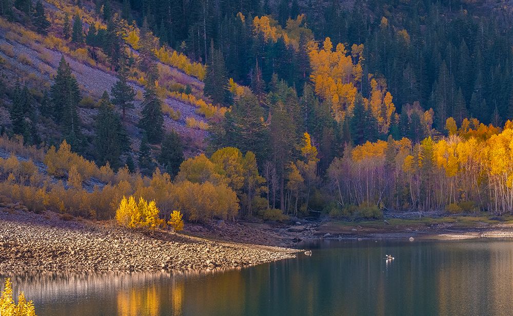 Usa-California-Sierra Nevada Lundy Lake-Glowing aspens dwarf this kayaker on Lundy Lake art print by Betty Sederquist for $57.95 CAD