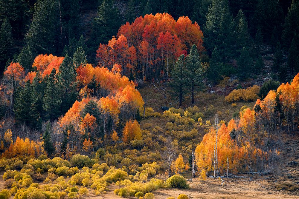Usa-California-Sierra Nevada Hope Valley Aspens glow a brilliant orange during fall art print by Betty Sederquist for $57.95 CAD