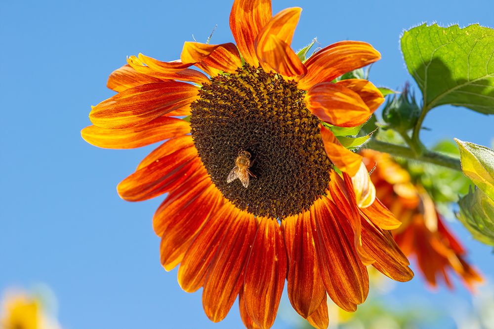 Honeybee lands on a huge sunflower. art print by Betty Sederquist for $57.95 CAD
