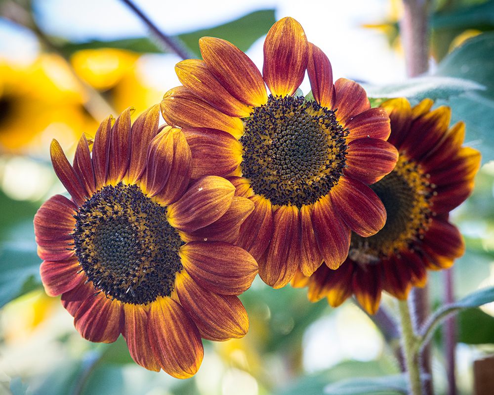 Trio of orange sunflowers gladdens a garden. art print by Betty Sederquist for $57.95 CAD