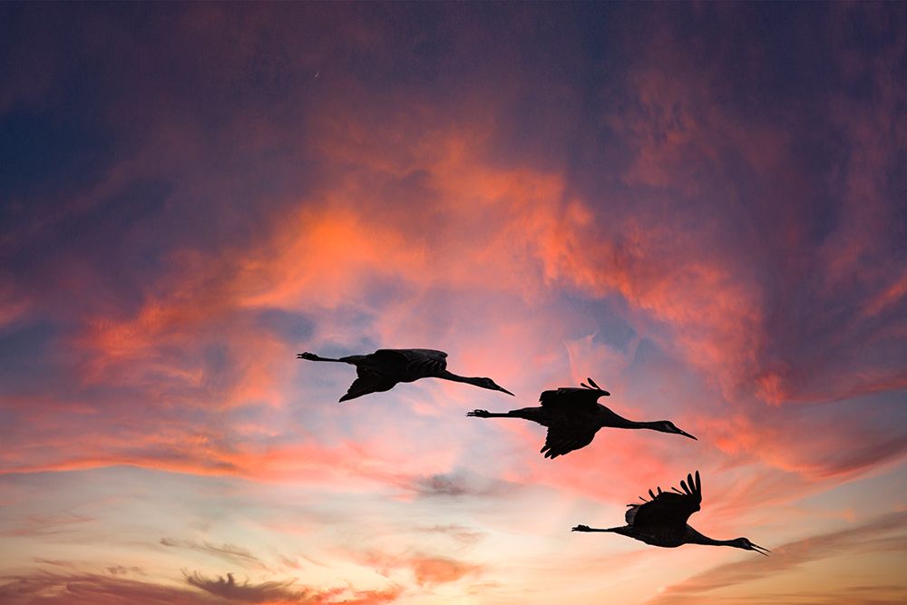 Trio of sandhill cranes settling in for the night. art print by Betty Sederquist for $57.95 CAD