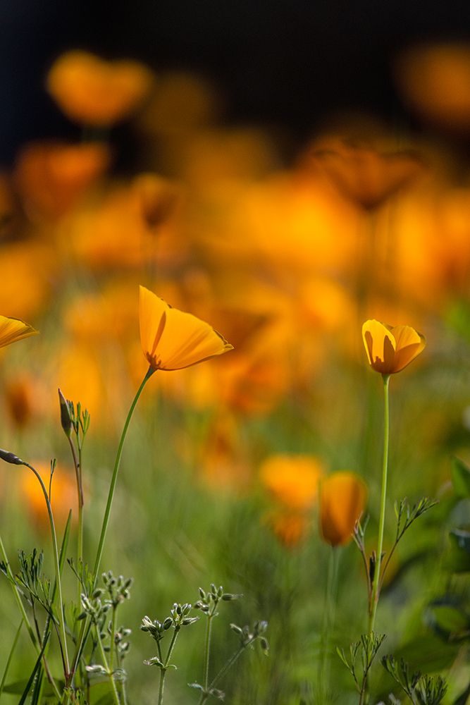 California poppies art print by Betty Sederquist for $57.95 CAD