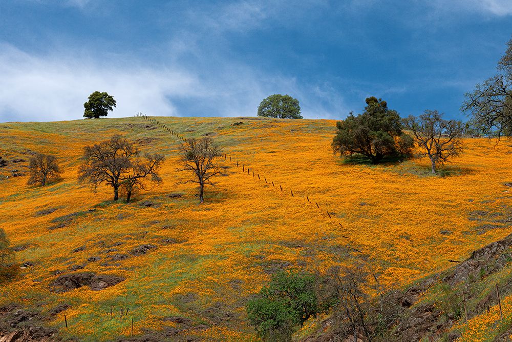 California poppies blooming in a field in Amador County. art print by Betty Sederquist for $57.95 CAD