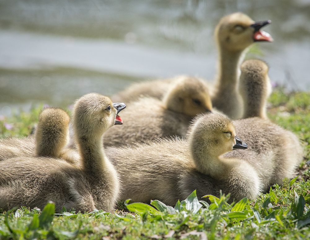 Canada geese goslings huddling together. art print by Betty Sederquist for $57.95 CAD