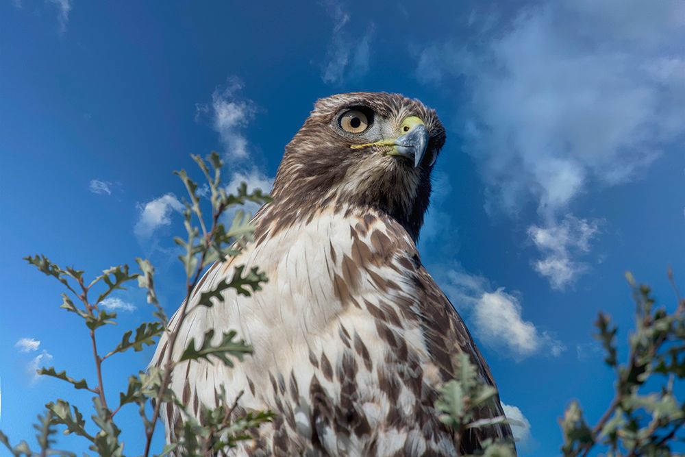 Closeup of red tailed hawk. art print by Betty Sederquist for $57.95 CAD