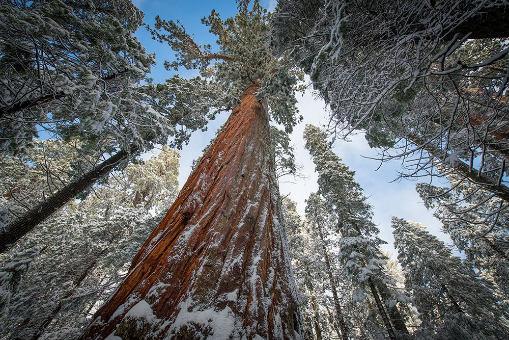 Fresh snow coating the trunk of this forest giant. art print by Betty Sederquist for $57.95 CAD