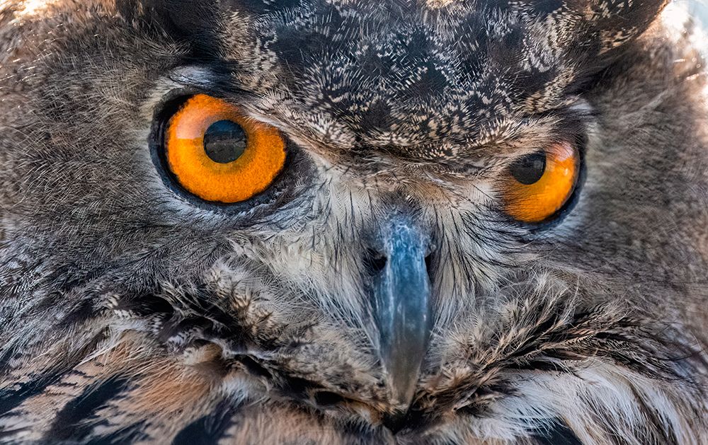 Close-up of Eurasian Owl-California-USA art print by Betty Sederquist for $57.95 CAD