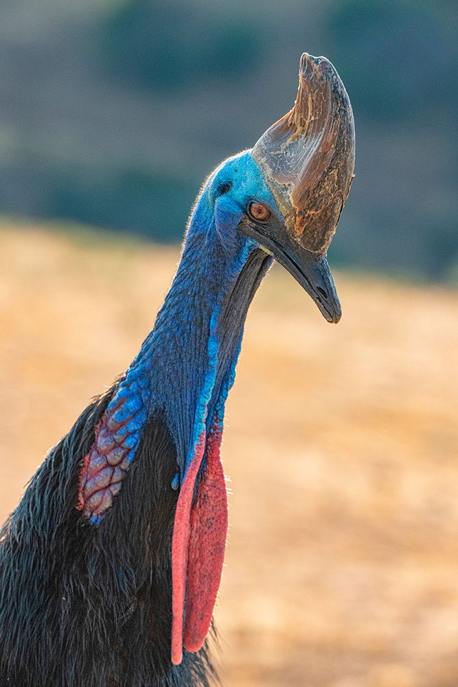 Captive cassowary is a species originally found in Papua-New Guinea. art print by Betty Sederquist for $57.95 CAD