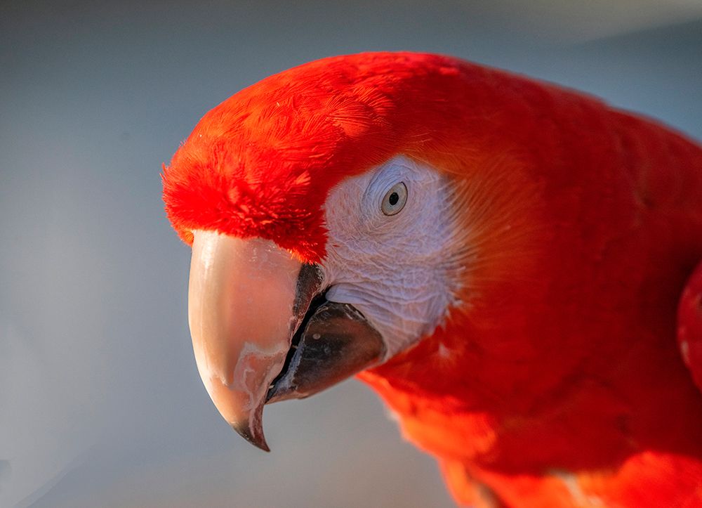Close-up of red and blue macaw-Lotus-California-USA. art print by Betty Sederquist for $57.95 CAD