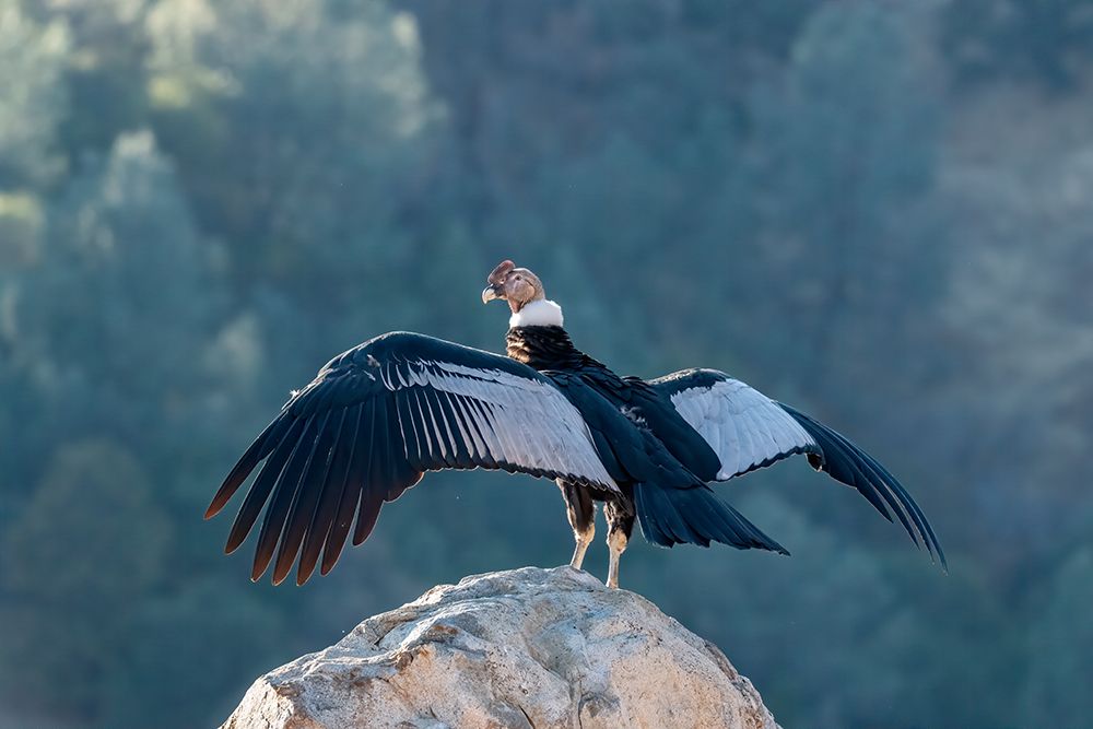 Andean condors wingspread-measures ten feet from wingtip to wingtip. art print by Betty Sederquist for $57.95 CAD