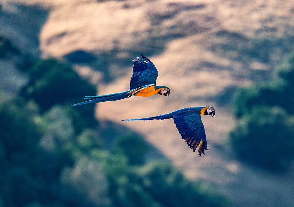 Captive blue and gold macaws fly together-Lotus-California-USA. art print by Betty Sederquist for $57.95 CAD