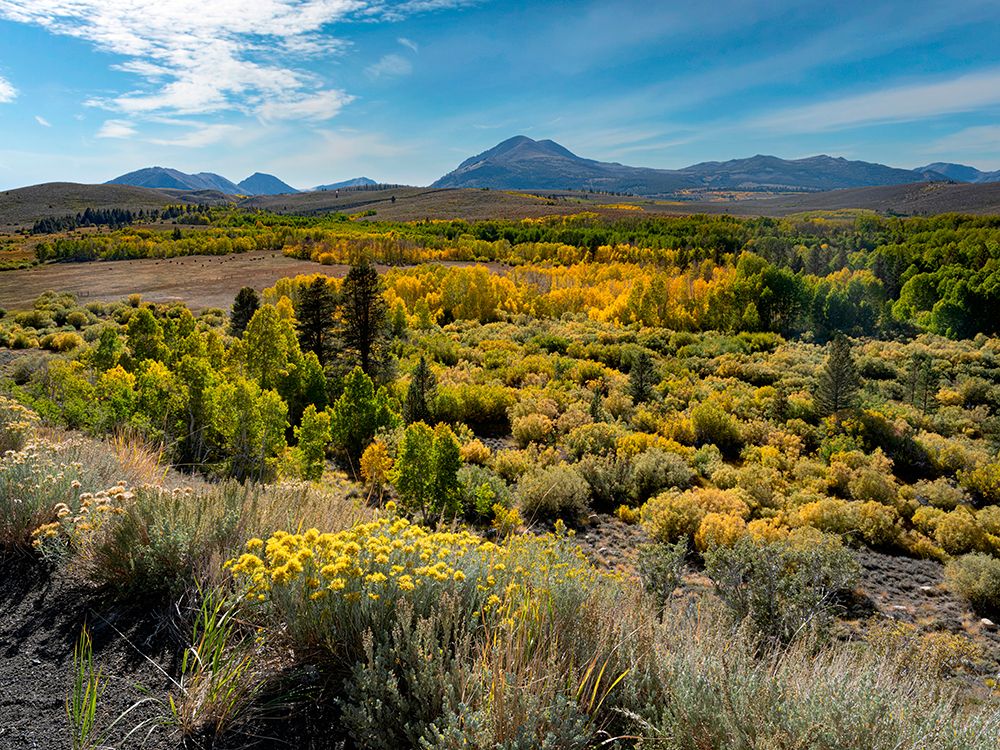 Fall-aspen leaves glow brightly at Conway Summit-Sierra Nevada-California. art print by Betty Sederquist for $57.95 CAD