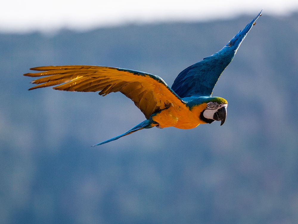 Captive blue and gold macaw flying in Lotus-California, art print by Betty Sederquist for $57.95 CAD