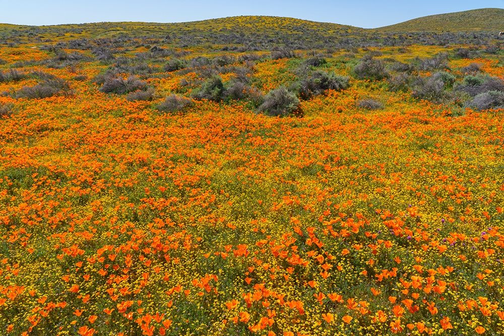 California A carpet of California poppies blooms amidst other wildflowers in the Lancaster Valley art print by Brenda Tharp for $57.95 CAD