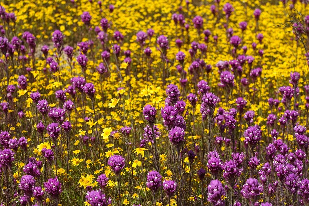 California Owls clover and a variety of yellow flowers fill a meadow in Carrizo Plain NM art print by Brenda Tharp for $57.95 CAD