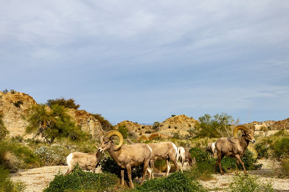 Band of desert bighorn sheep in the Santa Rosa Mountains in the Coachella Valley, California, USA art print by Chuck Haney for $57.95 CAD