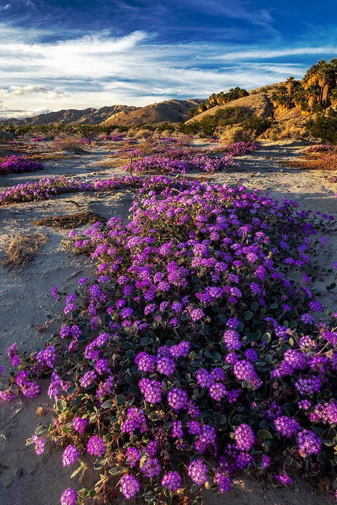 Sand verbena wildflowers in Coachella Valley National Wildlife Refuge near Palm Springs, CA, USA art print by Chuck Haney for $57.95 CAD