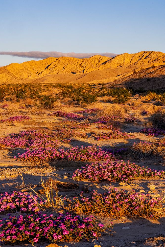 Sand verbena wildflowers in Coachella Valley National Wildlife Refuge near Palm Springs, CA, USA art print by Chuck Haney for $57.95 CAD