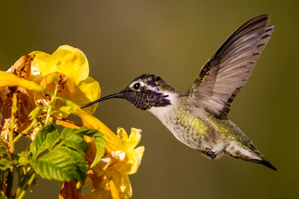 Costas hummingbird in Pam Springs, California, USA art print by Chuck Haney for $57.95 CAD