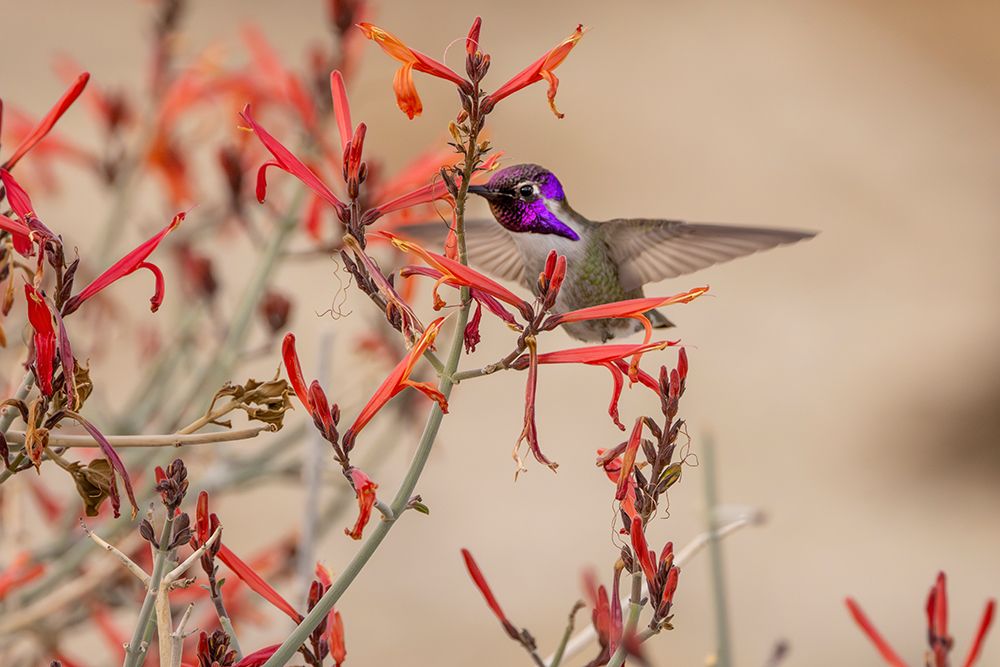 Costas hummingbird feeding on Justicia Californica flowers in Palm Springs, California, USA art print by Chuck Haney for $57.95 CAD