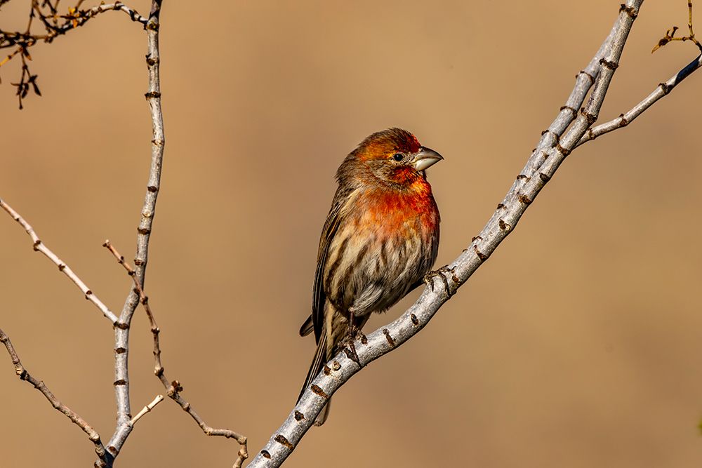 House finch in Palm Springs, California, USA art print by Chuck Haney for $57.95 CAD