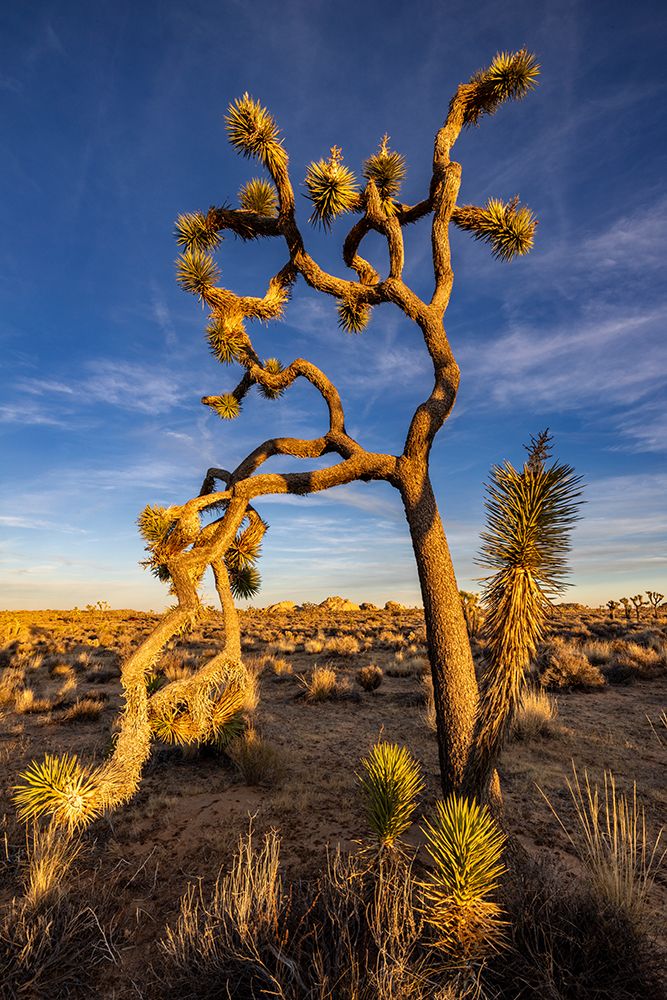 Joshua Trees near sunset in Joshua Tree National Park, California, USA art print by Chuck Haney for $57.95 CAD