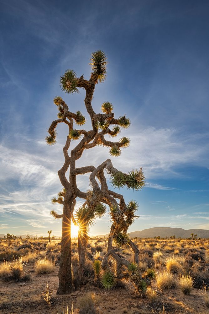 Joshua Trees near sunset in Joshua Tree National Park, California, USA art print by Chuck Haney for $57.95 CAD