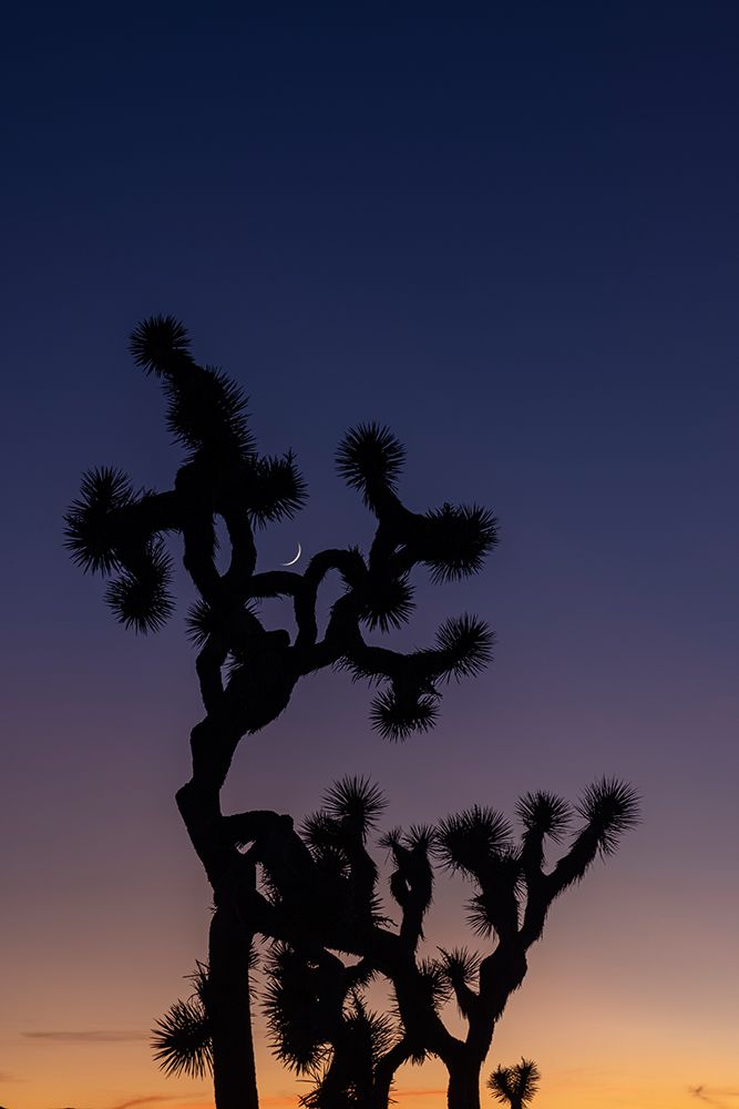 Joshua Trees with crescent moon near sunset in Joshua Tree National Park, California, USA art print by Chuck Haney for $57.95 CAD