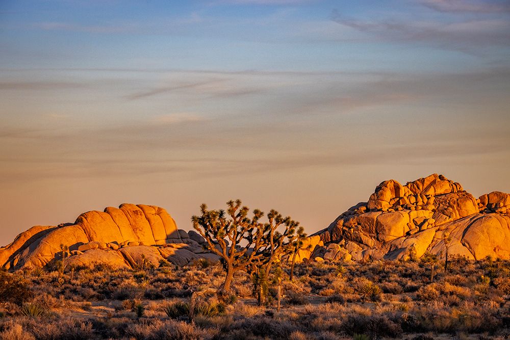 Joshua Trees with granite boulders in Joshua Tree National Park, California, USA art print by Chuck Haney for $57.95 CAD