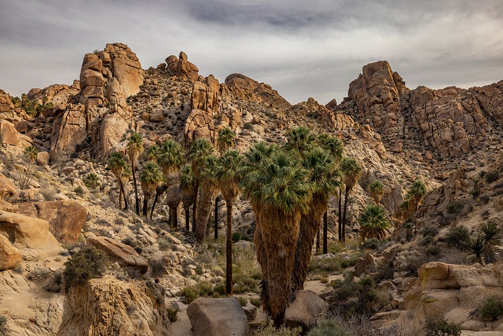 Lost Palms oasis in Joshua Tree National Park, California, USA art print by Chuck Haney for $57.95 CAD