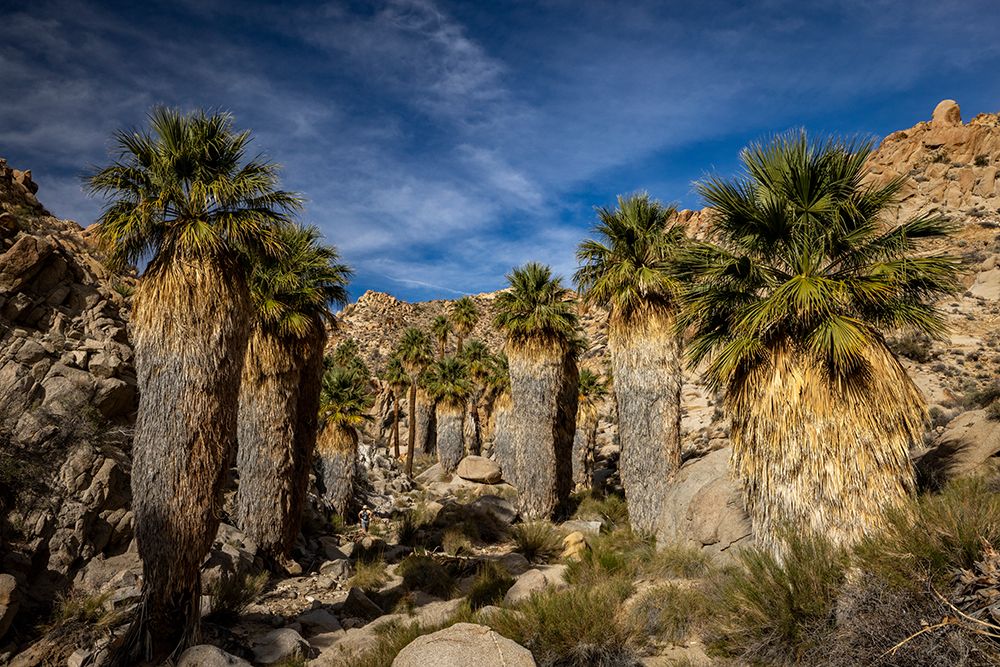 Lost Palms oasis in Joshua Tree National Park, California, USA art print by Chuck Haney for $57.95 CAD